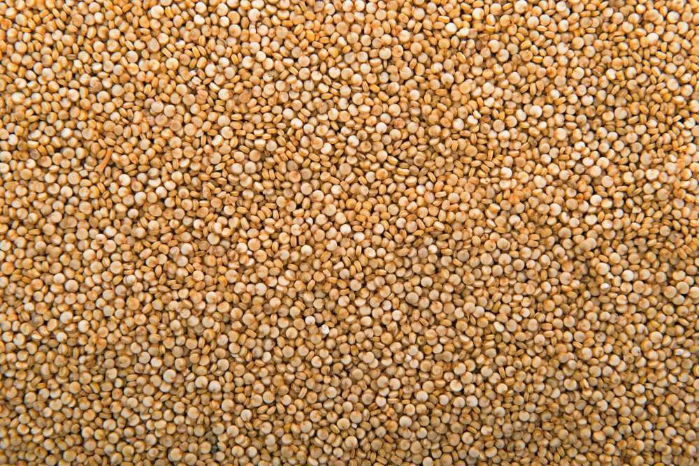 Jowar